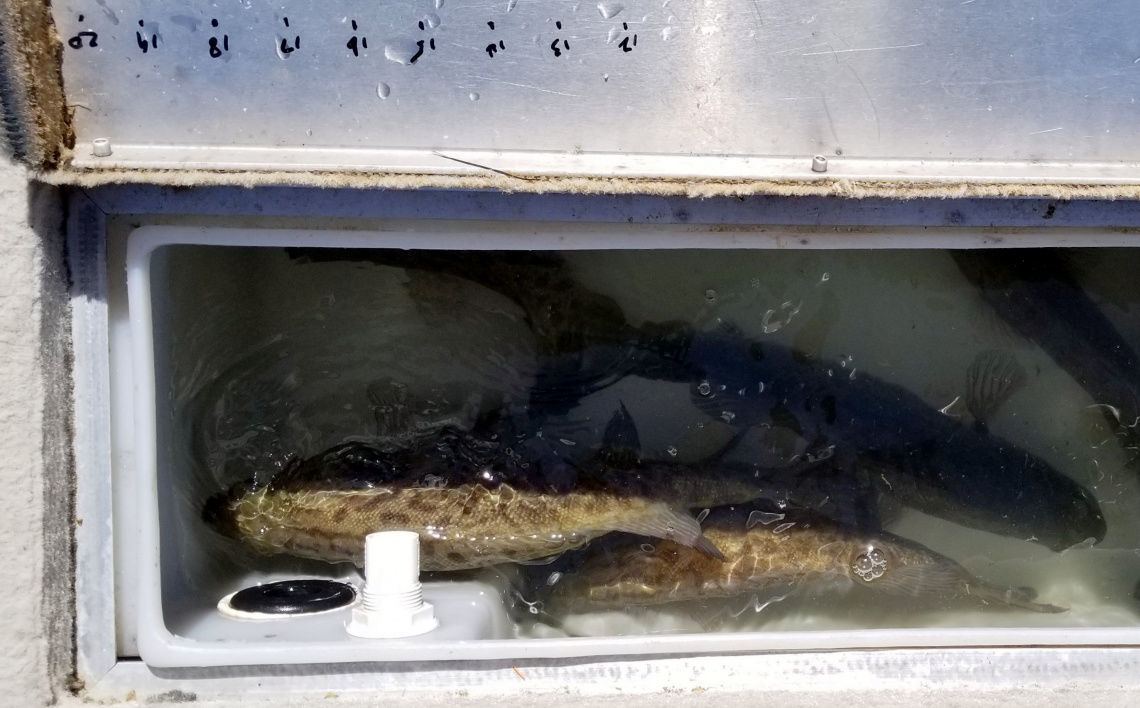 Live fish